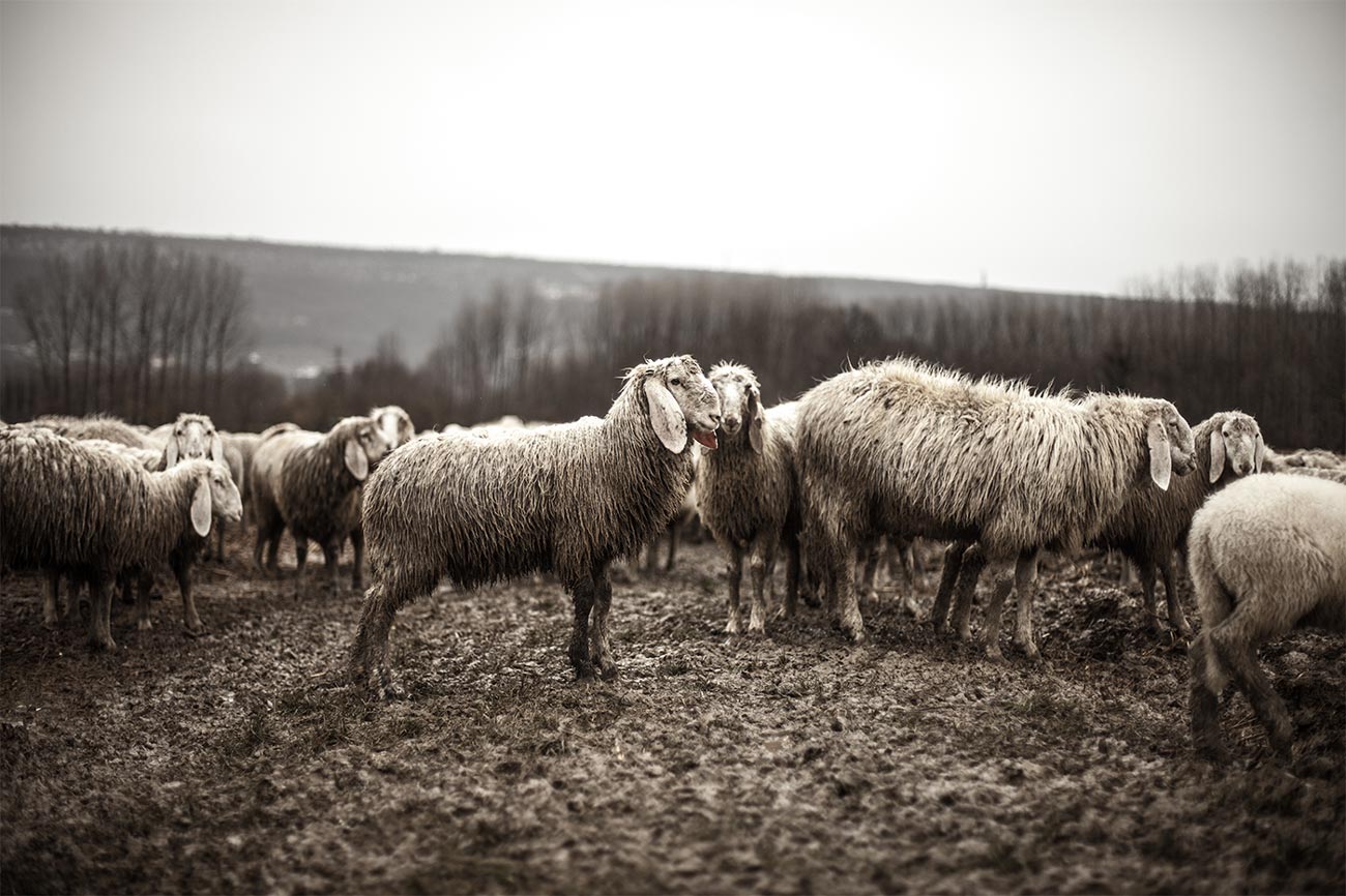 Sheep in the wilderness