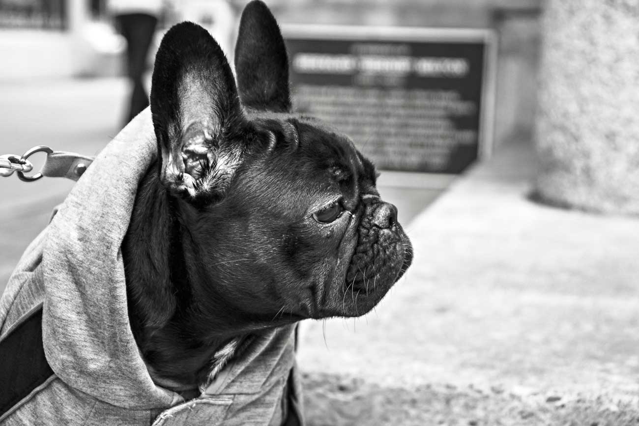 Pug on a leash