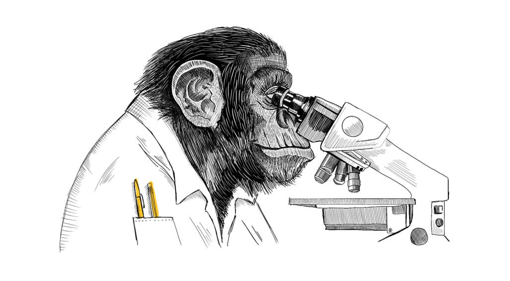 illustration of a monkey in a lab coat with yellow pens in the pocket, monkey is looking into a microscope inquisitively