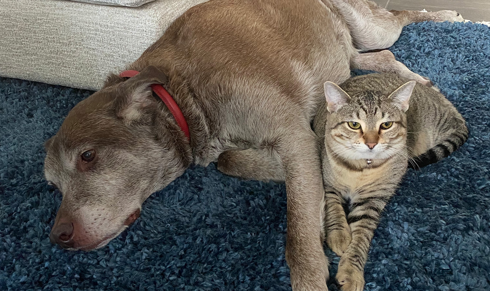 Alyssa's dog and cat laying down together