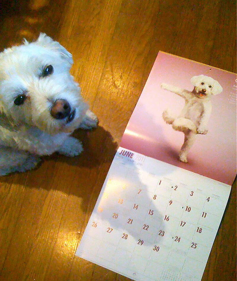 Our office dog, Charlie, next to his true claim to fame in a yoga dog calendar.